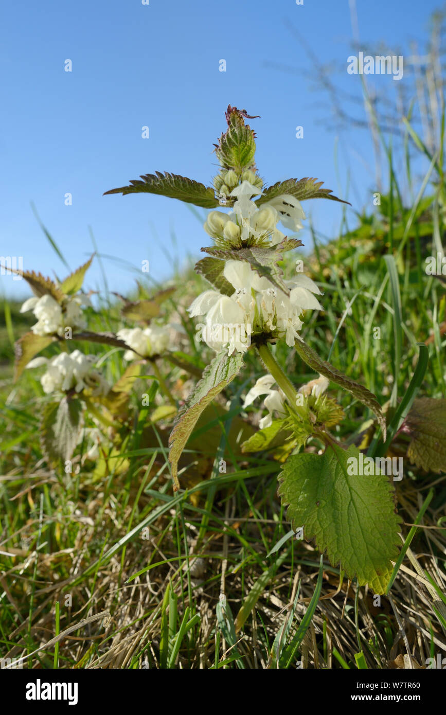 Basso angolo vista di morti bianche di ortiche Lamium (album) cresce su una banca sul ciglio della strada, Wiltshire, Regno Unito, Aprile. Foto Stock