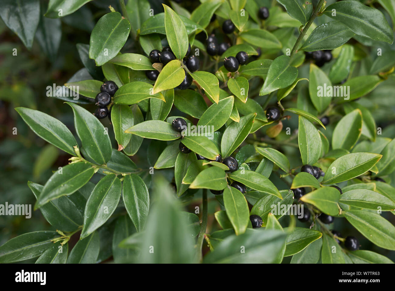 Sarcococca hoockeriana con frutta nera Foto Stock