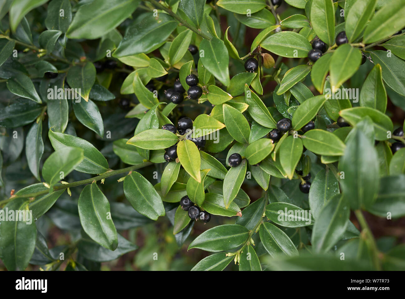 Sarcococca hoockeriana con frutta nera Foto Stock
