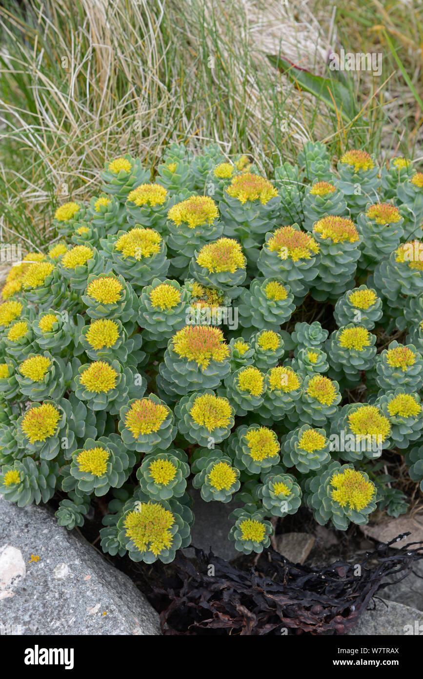 Rose root (Rhodiola rosea) in fiore, Isole Shetland Scozia, Regno Unito, maggio. Foto Stock