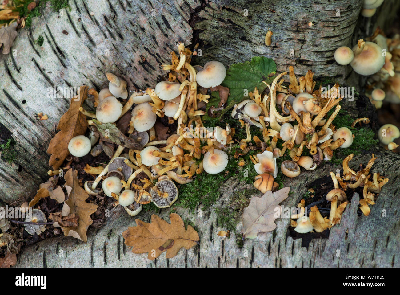 Resti di toadstools disturbata da un Grigio scoiattolo (Sciurus carolinensis) dopo la poppata, Surrey, England, Regno Unito, Settembre. Foto Stock