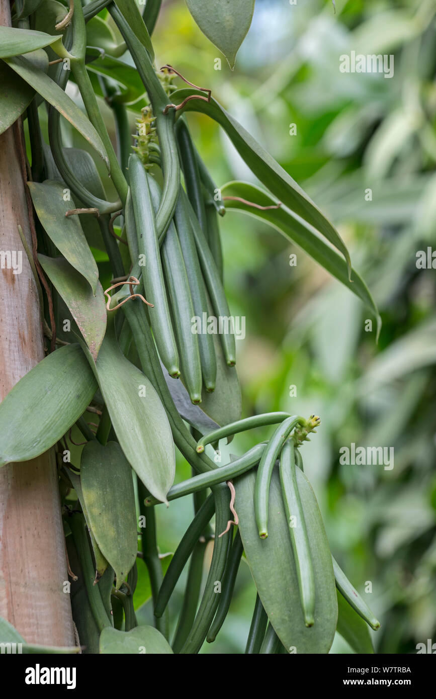 La vaniglia (Vanilla planifolia) frutta cialde sulla vite, Eden Project, Cornwall, Inghilterra, Regno Unito, nativo di Messico. Foto Stock