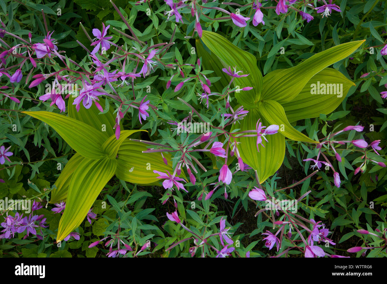 Gigli di mais (Veratrum californicum) in fiore, North Cascades, Washington, USA, Agosto. Foto Stock