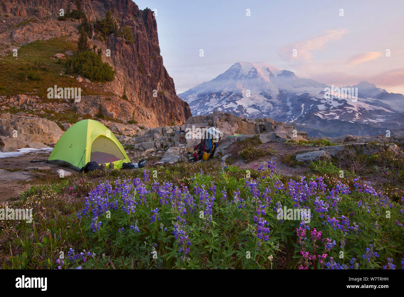 Campeggio di montagna, con la fioritura di lupini dolci (Lupinus) Il Parco Nazionale del Monte Rainier, Washington, USA, Agosto 2013. Foto Stock
