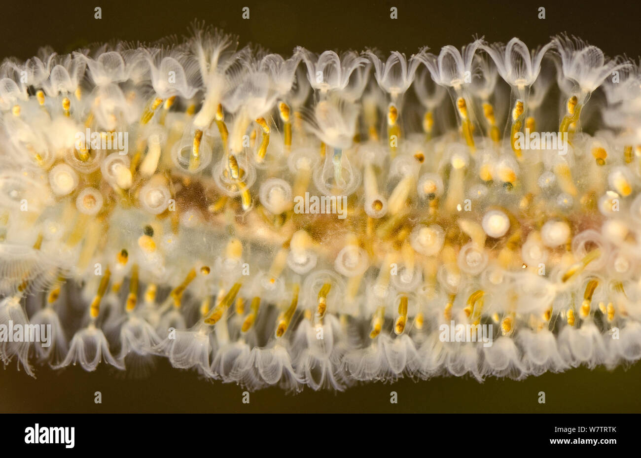 Di acqua dolce (Bryozoan Cristatella mucedo) colonia di zooids attaccato a una radice, Europa, giugno, condizioni controllate Foto Stock