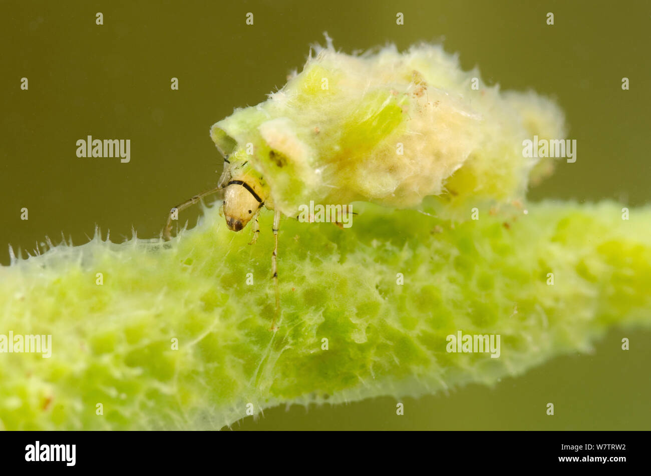 Caso-building caddisfly larva (Ceraclea) nel riparo di spugna di acqua dolce (Spongilla lacustris) Europa, Luglio, condizioni controllate Foto Stock