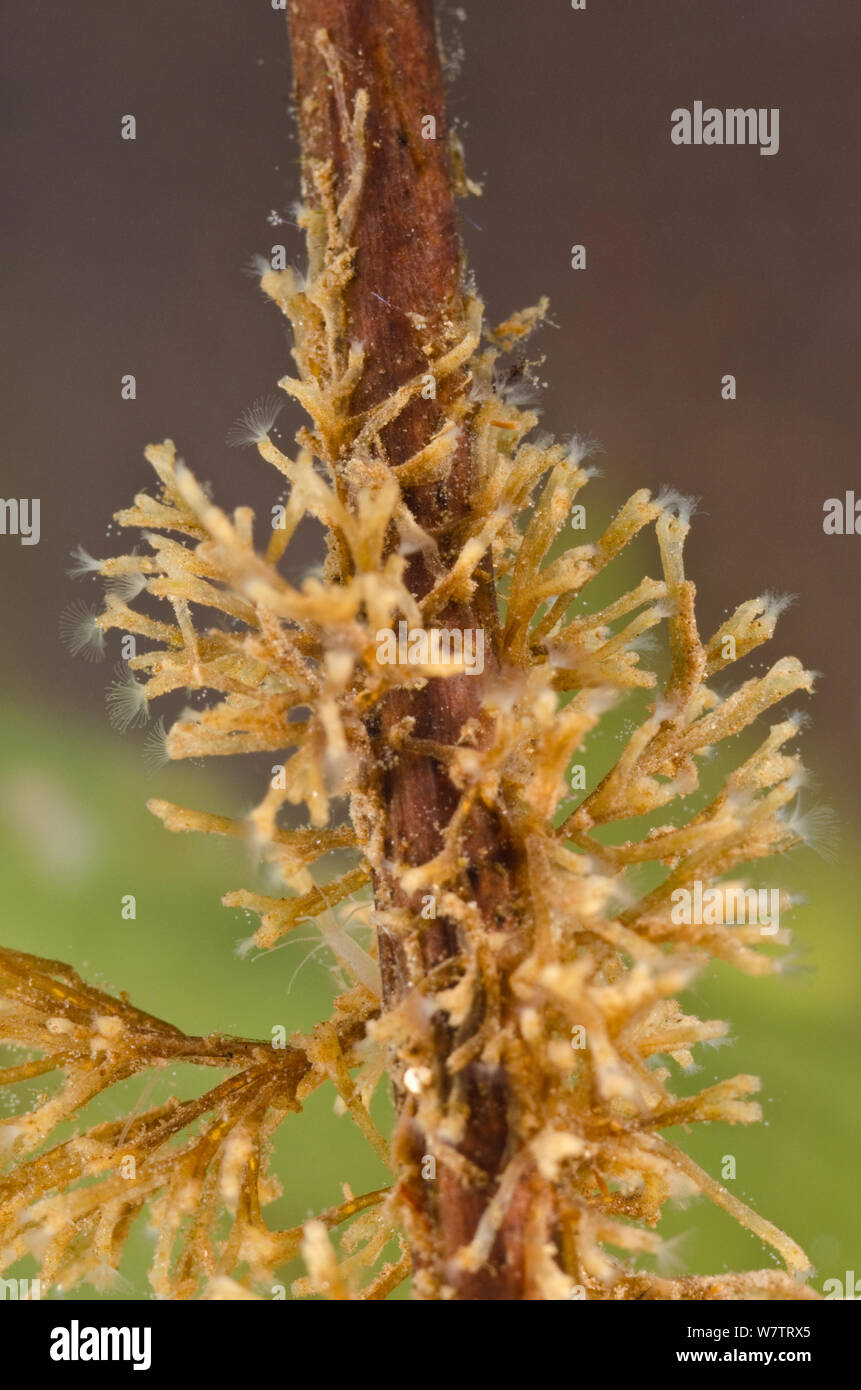 Di acqua dolce (Bryozoan Plumatella fruticosa) colonia di zooids attaccato a una radice, Europa, Agosto, condizioni controllate Foto Stock
