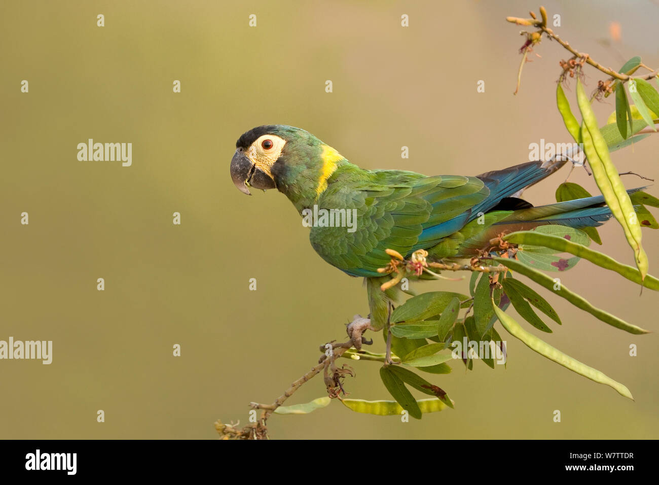 Giallo-collare (Macaw Primolius auricollis) Brasile Foto Stock