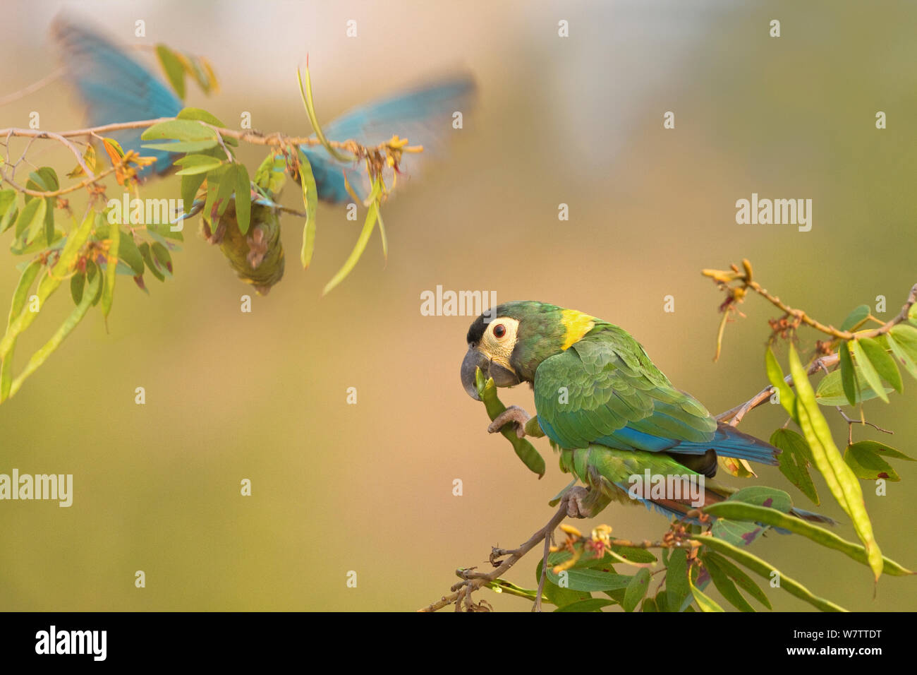 Giallo-collare (Macaw Primolius auricollis) alimentazione, con un altro lo sbarco in background, Brasile. Foto Stock