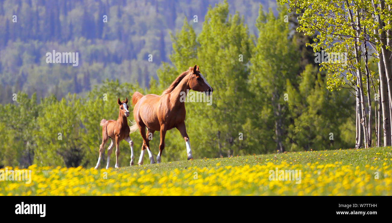 Bella chestnut Arabian Mare e puledro in esecuzione insieme su un prato di fiori gialli. Foto Stock