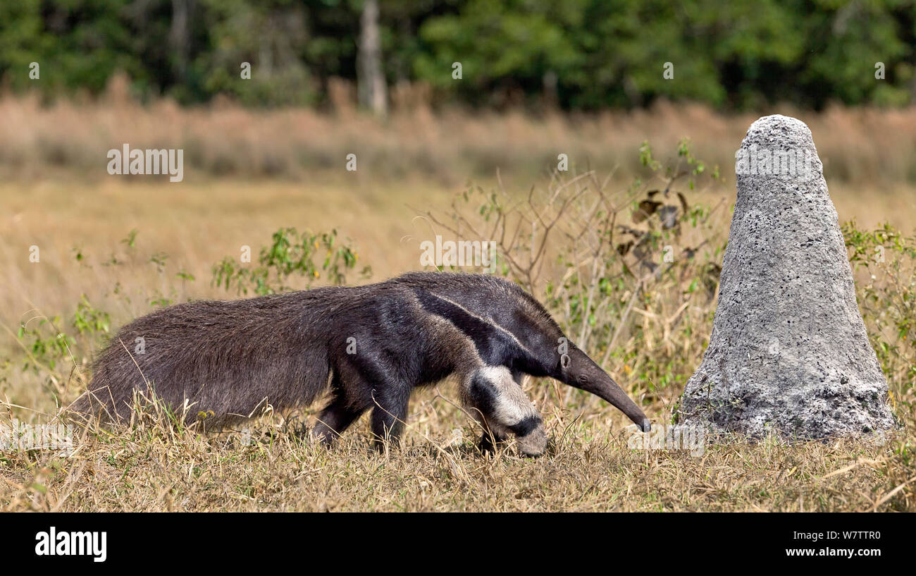 Giant Anteater (Myrmecophaga tridactyla) accanto al termite mound, Brasile Foto Stock