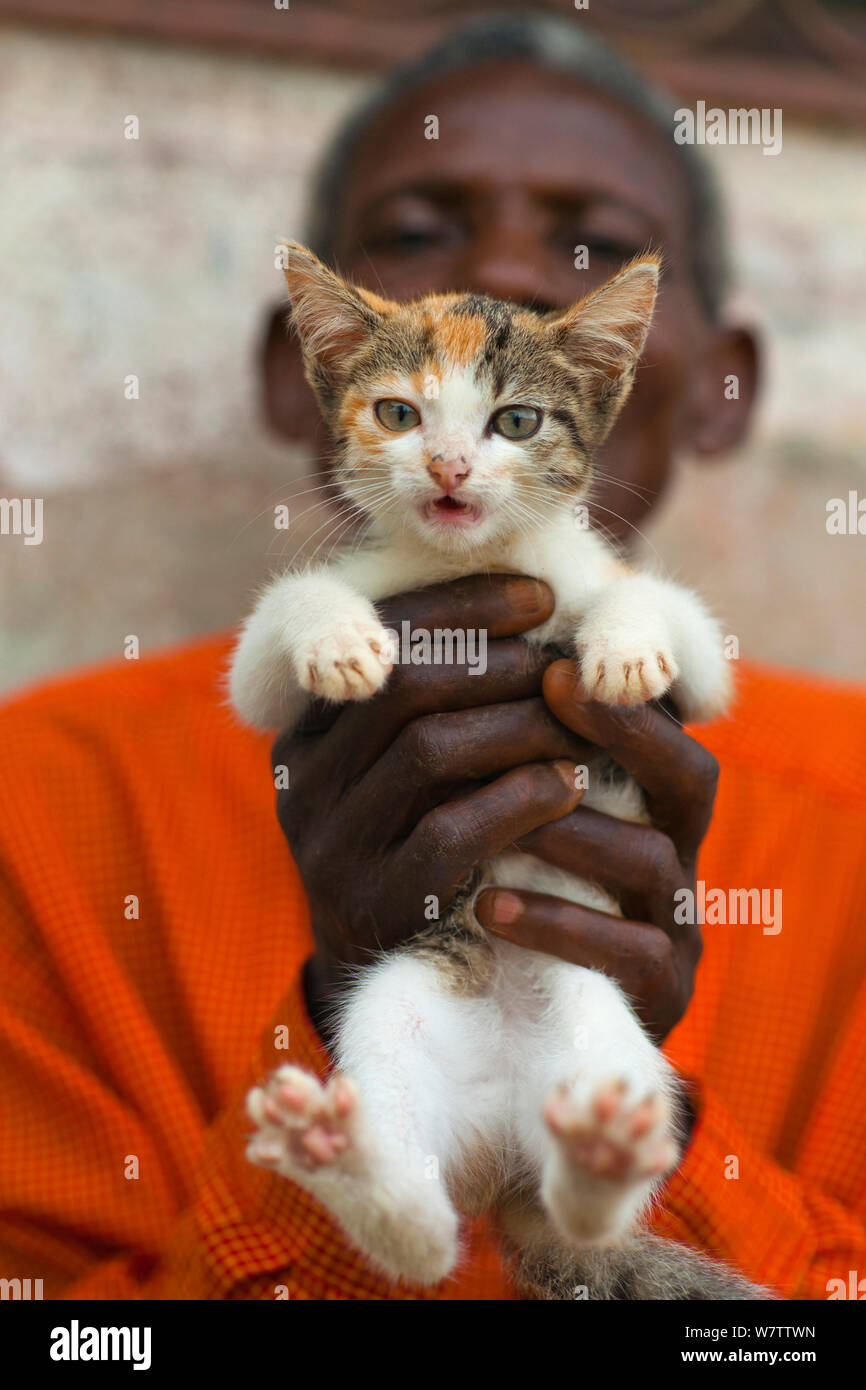 Il vecchio uomo azienda gattino, vicino Korup National Park, a sud-ovest del Camerun - Animali domestici impatto il parco nazionale così come la caccia e sullo sfruttamento, Agosto 2009. Foto Stock