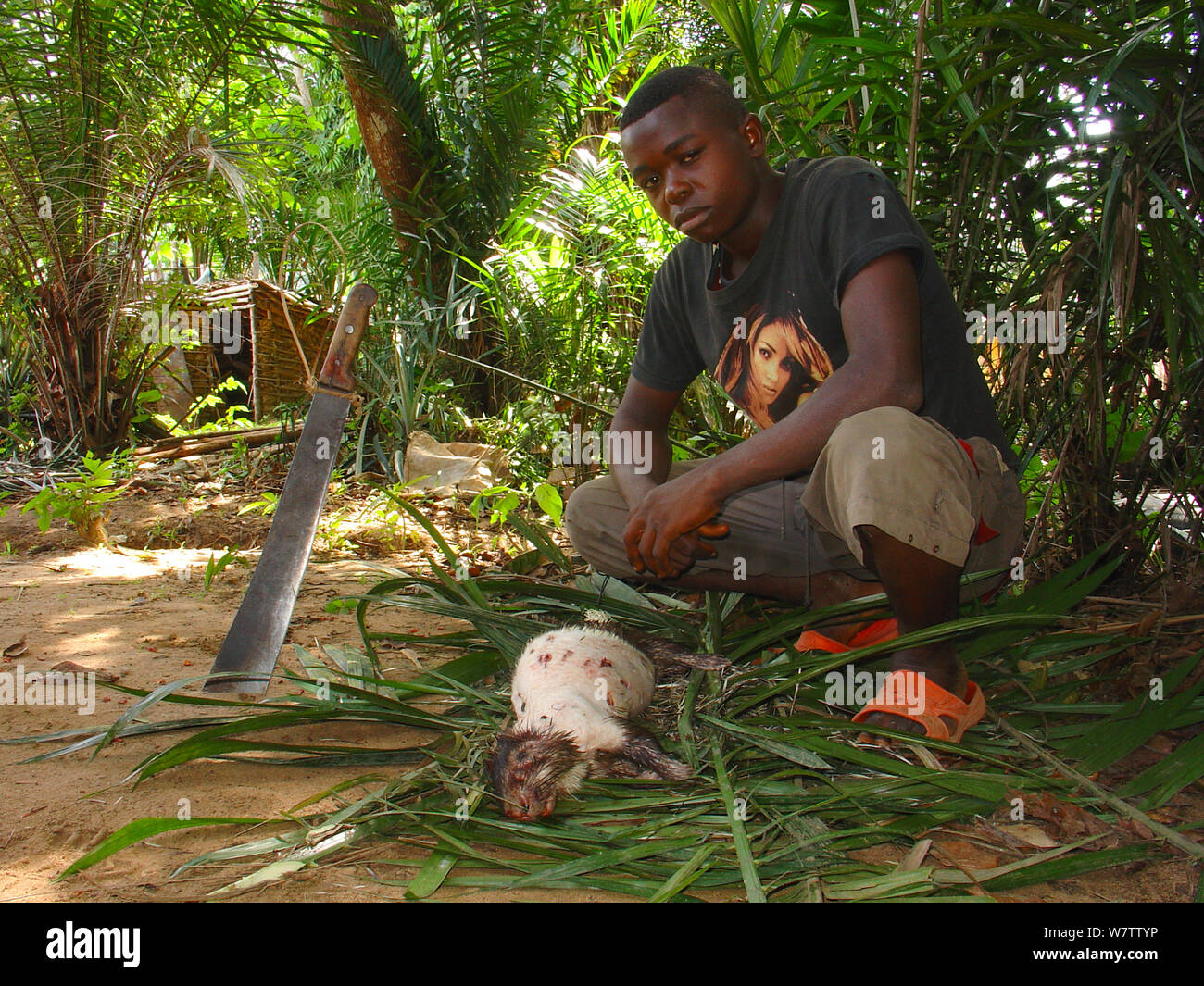 La carne di animali selvatici preparazione:rimozione di quills da Brush-tailed Porcupine (Atherurus africanus), Mbomo, Odzala-Kokoua National Park, Repubblica Democratica del Congo Foto Stock