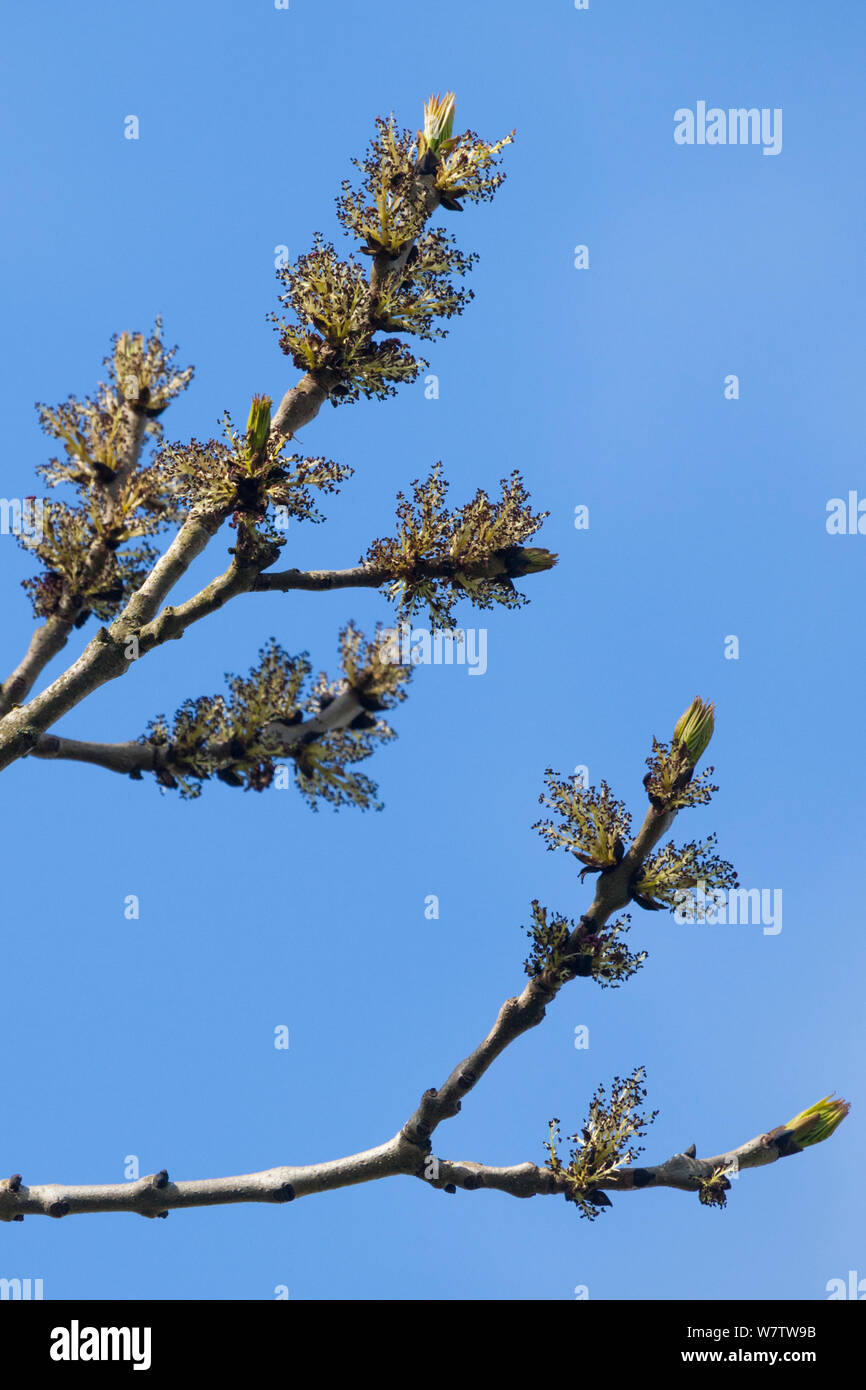 Il Frassino (Fraxinus excelsior) rami con fiori, Derbyshire, Regno Unito, maggio. Foto Stock