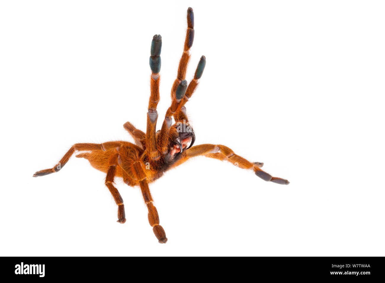 Il ragno di babbuino (Pterinochilus murinus) in postura aggressiva, fotografato su uno sfondo bianco. Captive, provenienti dall'Africa. Foto Stock