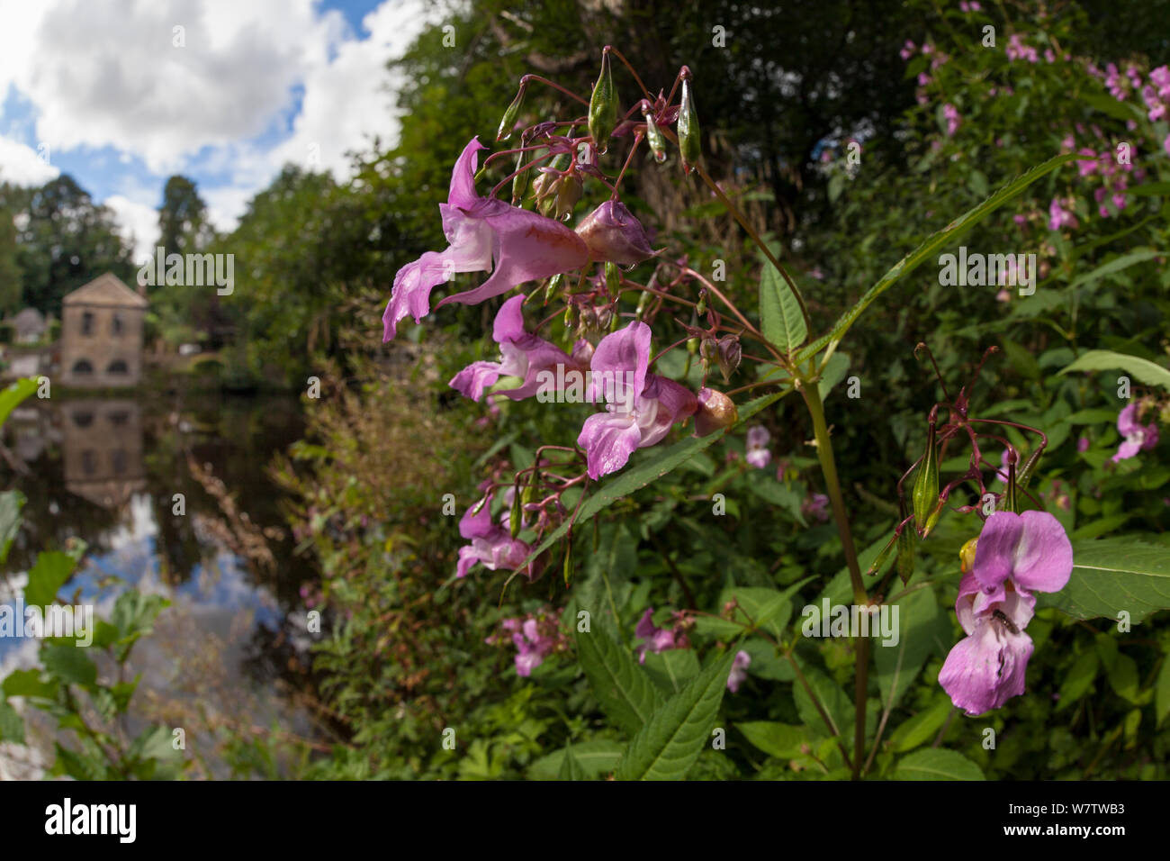 Himalayan (Balsamina Impatiens glandulifera) in fiore, Parco Nazionale di Peak District, Derbyshire, Regno Unito. Settembre. Specie invasive. Foto Stock