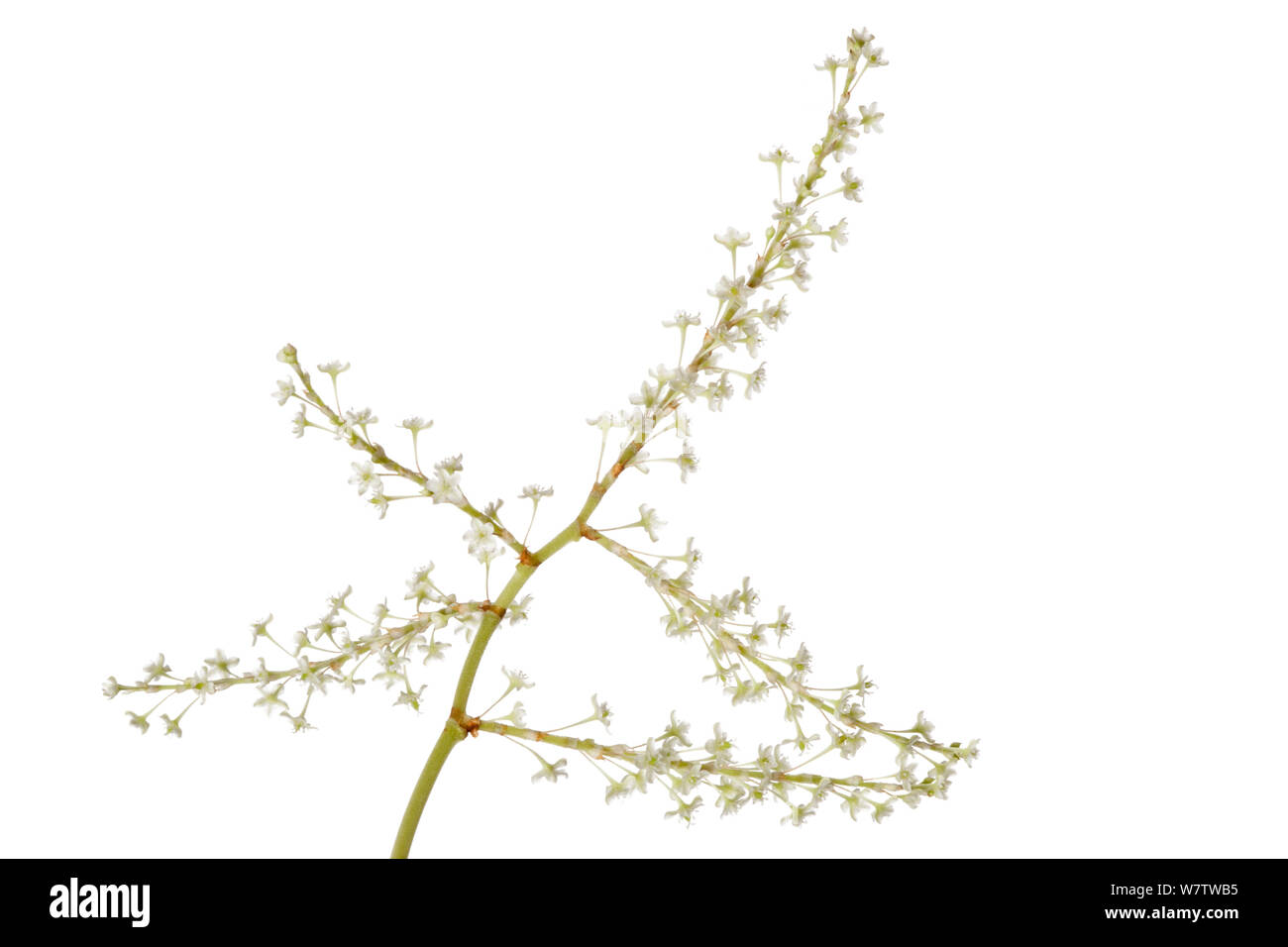 Knotweed giapponese (Fallopia japonica) fiori, contro uno sfondo bianco, Parco Nazionale di Peak District, Derbyshire, Inghilterra, Regno Unito, Settembre. Specie invasive. Foto Stock