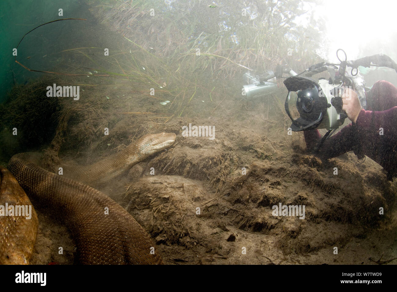 Scuba Diver fotografando anaconda verde (Eunectes murinus) Formoso River, Bonito, Mato Grosso do Sul, Brasile Foto Stock