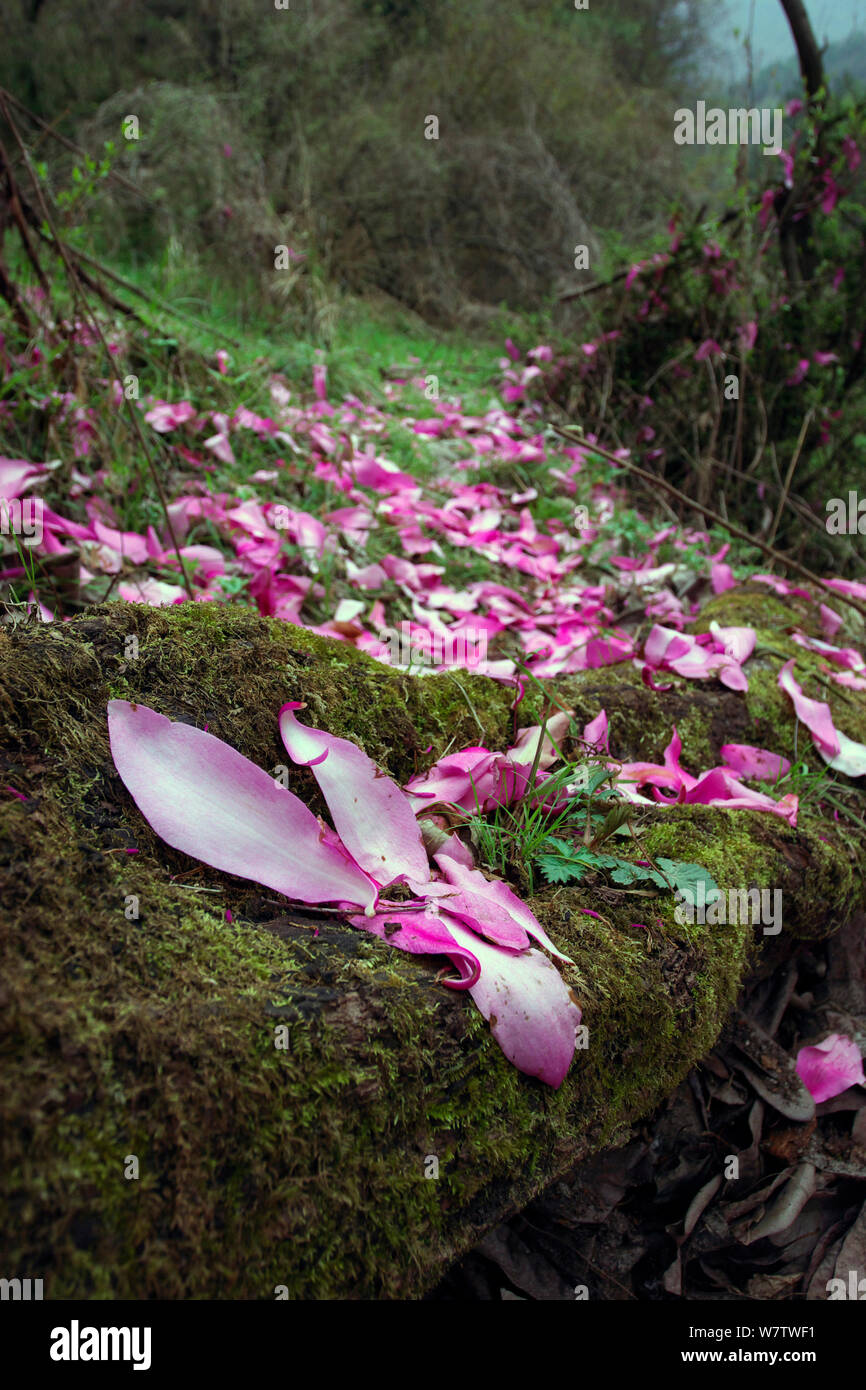 Caduti petali di Magnolia della Magnoliacee (sp) in foresta, Lijian City, nella provincia dello Yunnan in Cina, Aprile. Foto Stock