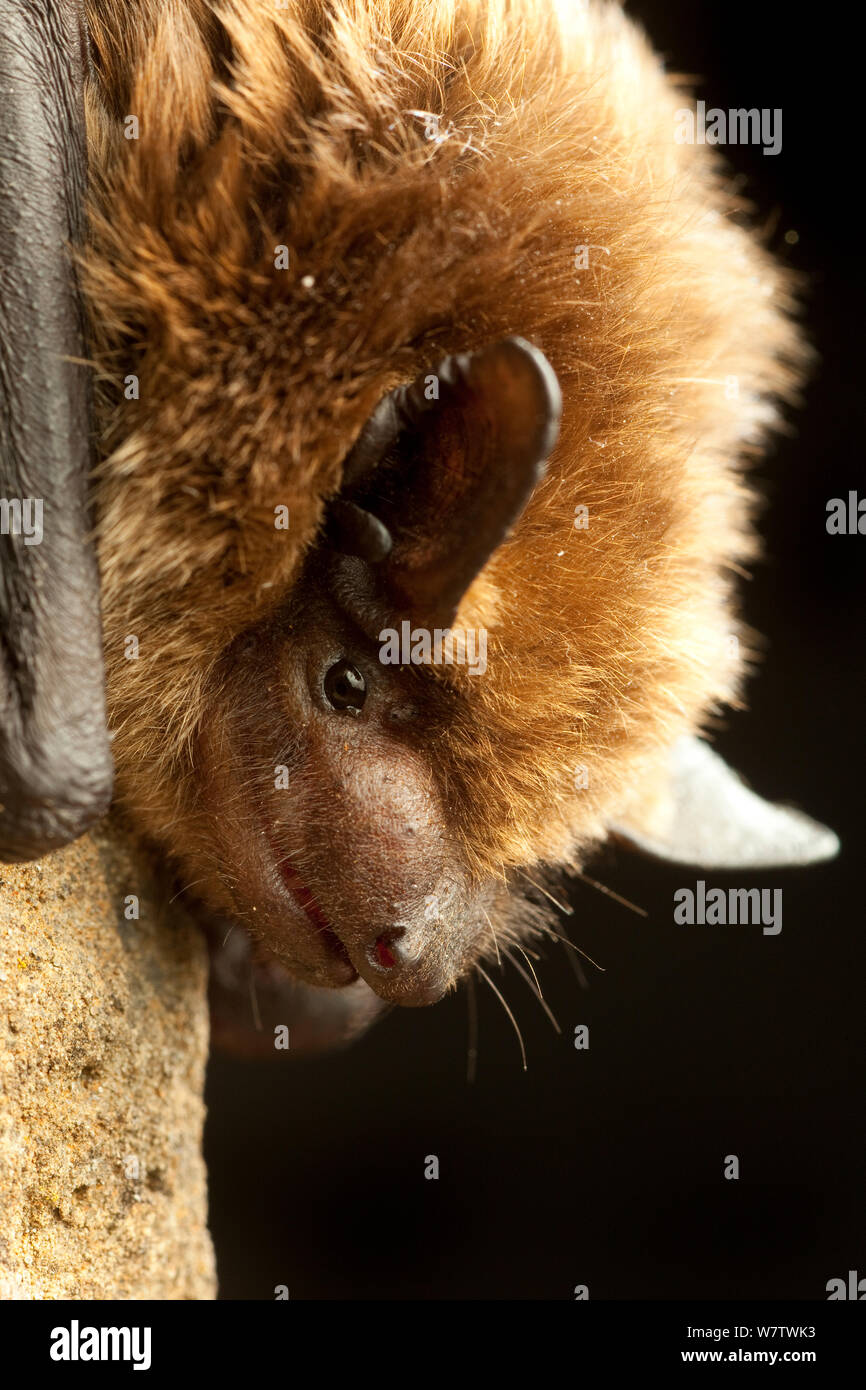 Big brown bat (Eptesicus fuscus) ritratto, Washington centrale, USA, Giugno. Foto Stock