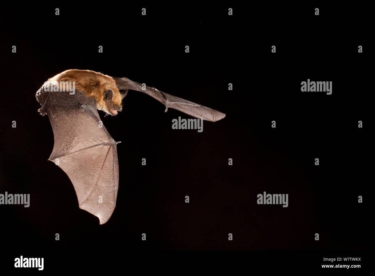 Big brown bat (Eptesicus fuscus) in volo di notte, zolfo molle, Washington centrale deserto, USA, Giugno. Foto Stock