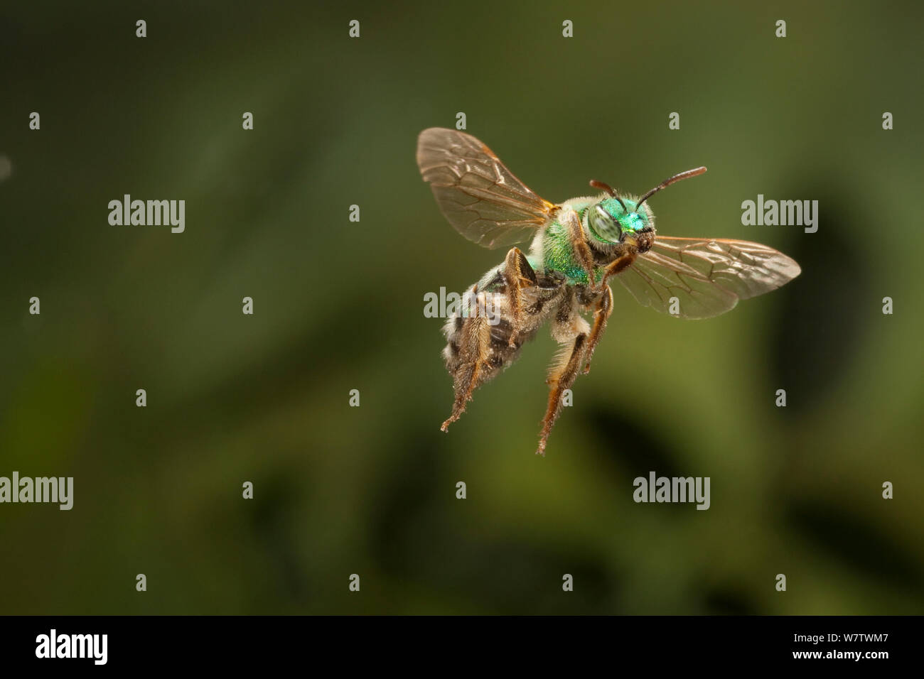 Nativo di ape verde (Andrena ilicis) in volo, Texas, Stati Uniti d'America, Marzo. Foto Stock