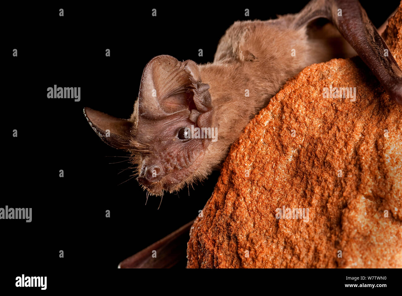 Mexican / brasiliano free-tailed bat (Tadarida brasiliensis) appollaiate su roccia, Texas centrale, STATI UNITI D'AMERICA, Marzo. Foto Stock