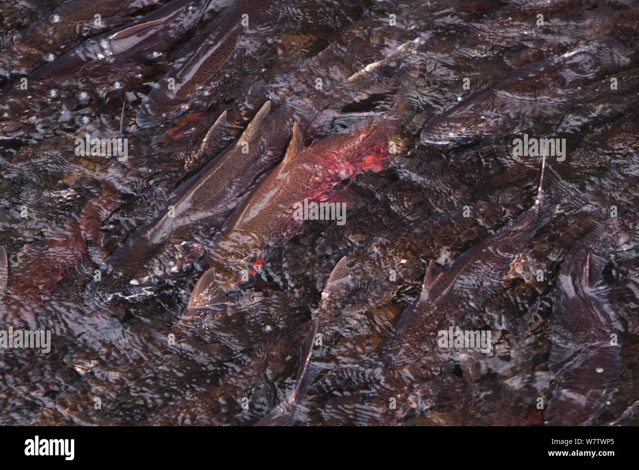 Coho slamon (Oncorhynchus kisutch) nuoto a monte in Cedar Creek a Sandy Fish Hatchery, Oregon, Stati Uniti d'America, Ottobre. Foto Stock