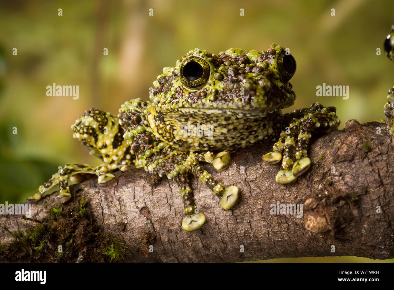 Vietnamita rana di muschio (Theloderma corticale) sul ramo, nativo del Vietnam settentrionale, Captive. Foto Stock