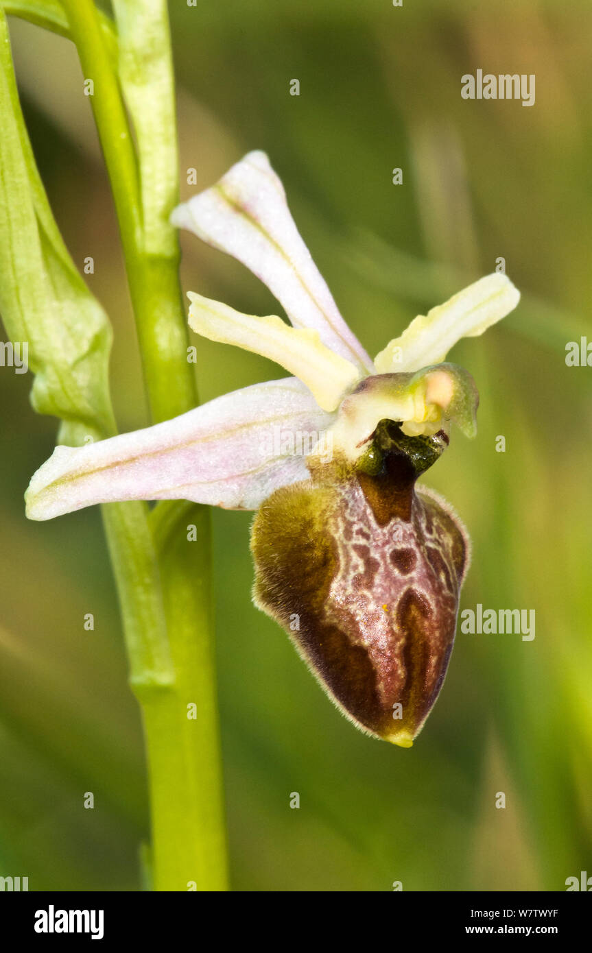 Arcipelago (orchidee Ophrys arachnitiformis x archipelagi ssp) questa specie è endemica al Gargano. Lago di Varano, Gargano in Puglia, Italia, marzo. Foto Stock
