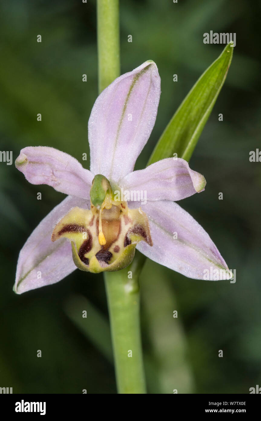 Bee Orchid varietà (Ophrys apifera var friburgensis) una rara varietà che è più ampio e più petali di specie e di un labbro con bordi che non curva dandogli un aspetto piatto. Monterale, Nr Montegabbione, Umbria, Italia. Giugno. Foto Stock