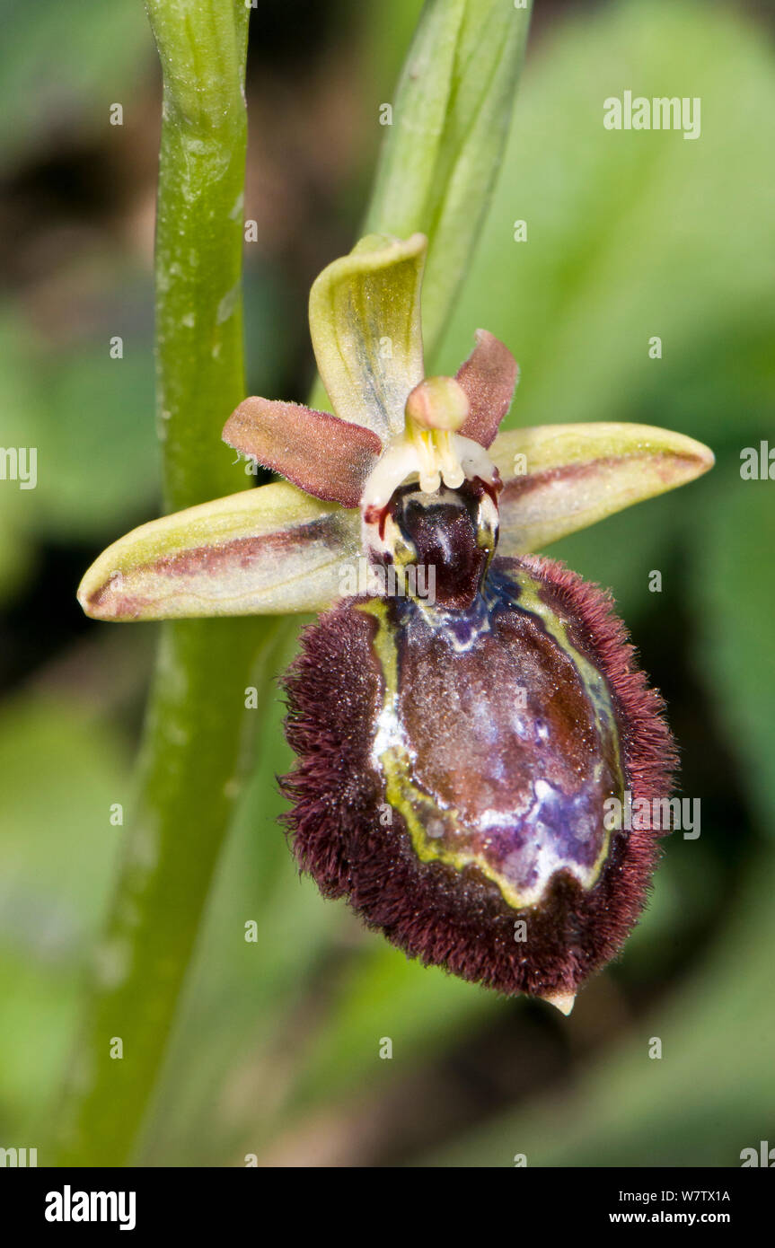 Hybrid orchid (Ophrys x macchiatii) ibrido di inizio crociera (Ophrys sphegodes) e il retrovisore orchidee (Ophrys speculum) Porto Ferraio, Isola d'Elba, Toscana, Italia, marzo. Foto Stock
