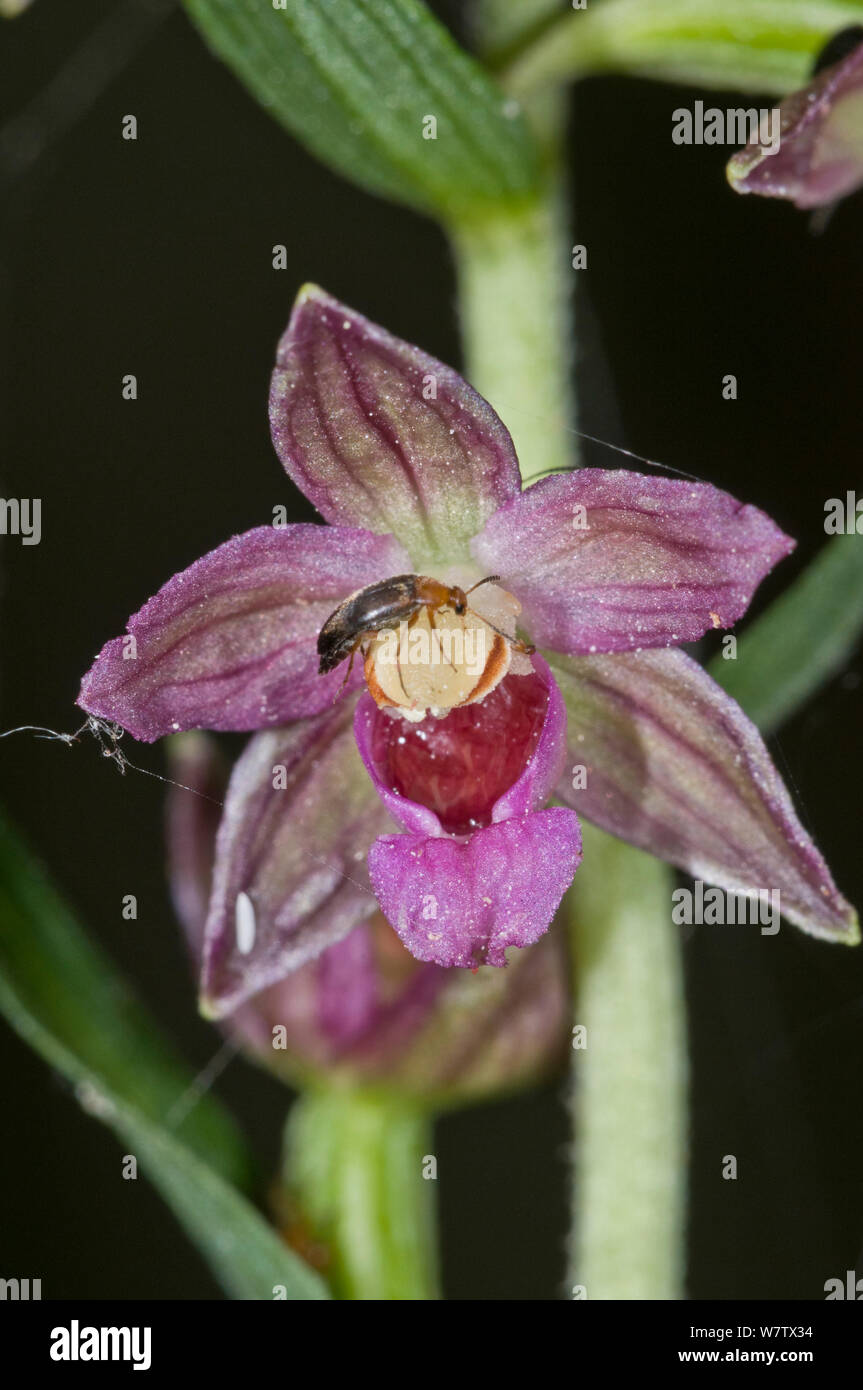 Plaisance Helleborine (Orchiaceras bergonii) una rara specie endemiche, Monte Amiata, Toscana, Italia, Luglio. Specie in via di estinzione. Foto Stock