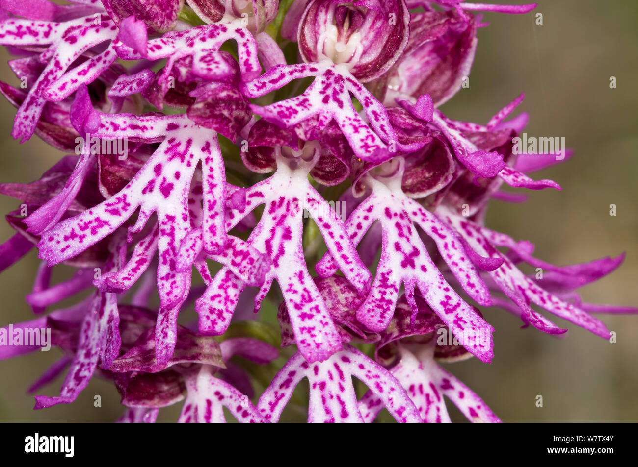 Hybrid orchid (Orchis x angusticuris). Ibrido di Lady orchid (Orchis purpurea) e Orchide omiciattolo (Orchis simia) Torrealfina, Orvieto, Umbria, Italia, Aprile. Foto Stock