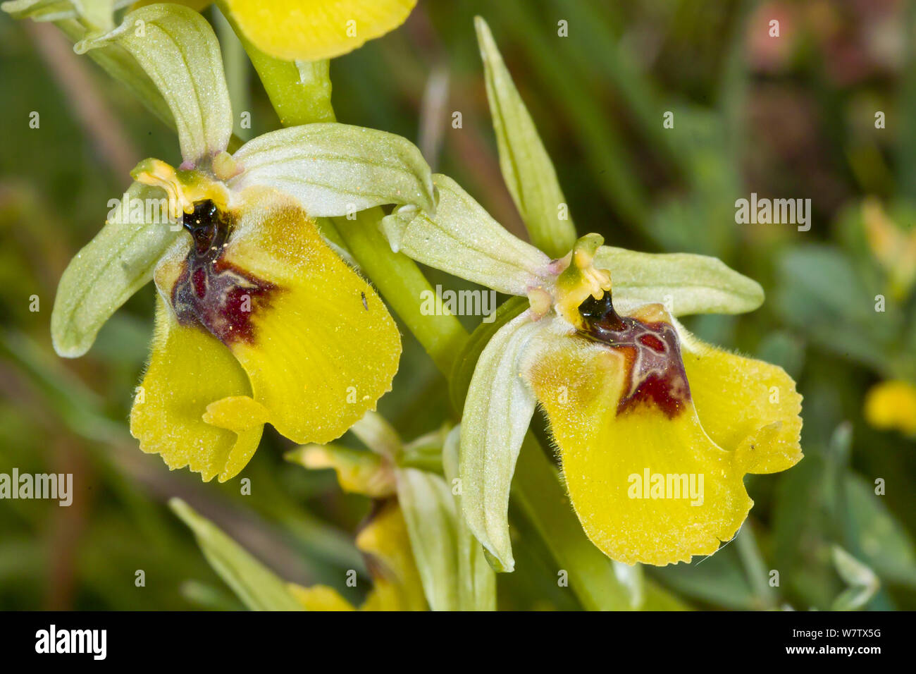 Il Lacaita Ophrys (Ophrys lacaitae) una rara specie endemiche, Ferla, Sicilia, Italia, Maggio. Foto Stock