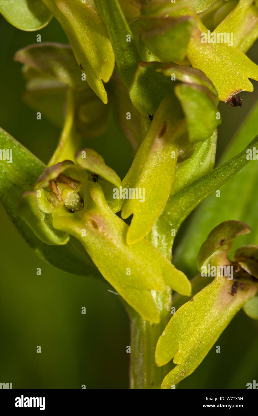 Frog Orchid (Coeloglossum viride) Monte Terminillo, Lazio, Italia giugno. Foto Stock