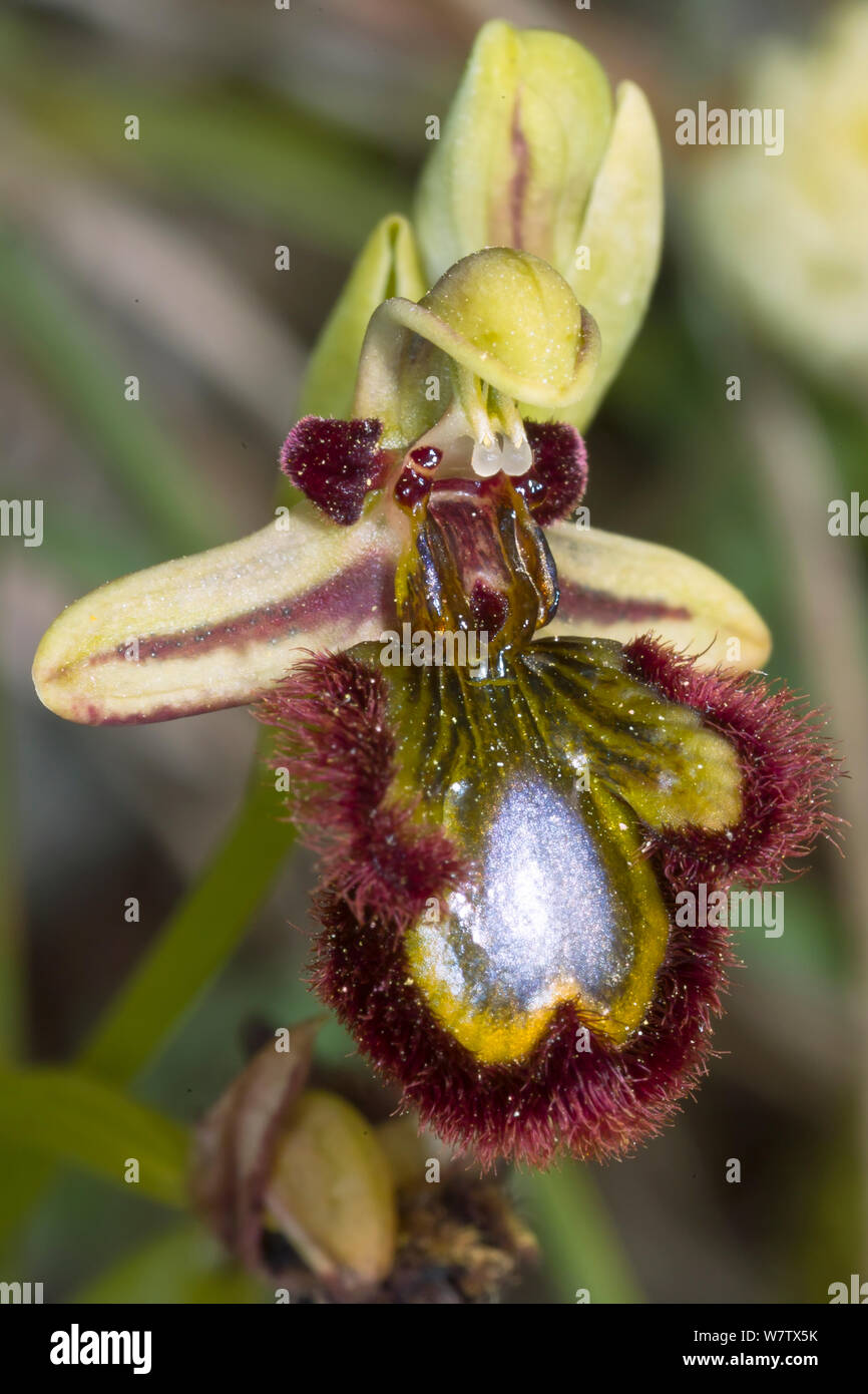 Specchio (orchidee Ophrys ciliata / Ophrys speculum) Ferla, Sicilia, Italia, Maggio. Foto Stock