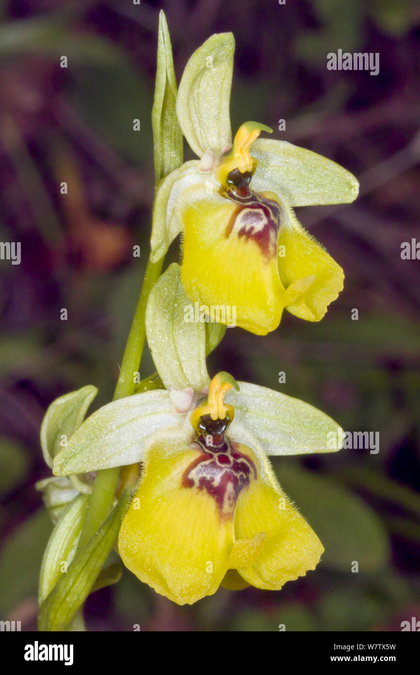 Il Lacaita Ophrys (Ophrys lacaitae) una rara specie endemiche, Ferla, Sicilia, Italia, Maggio. Foto Stock