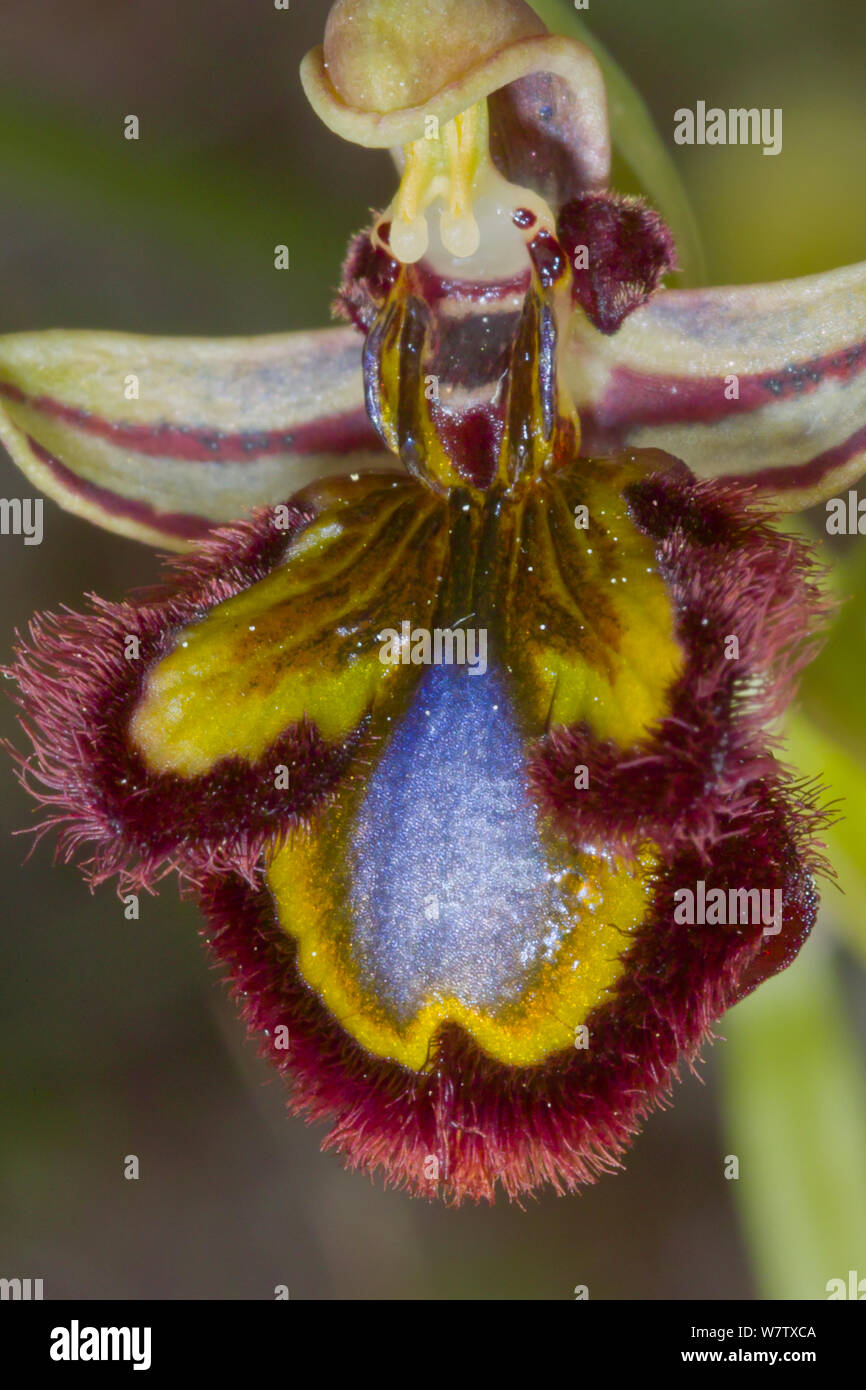 Specchio (orchidee Ophrys ciliata / Ophrys speculum) Ferla, Sicilia, Italia, Aprile. Foto Stock