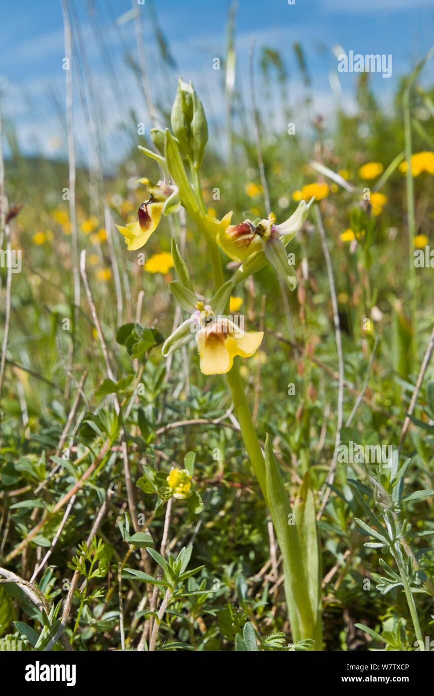 Il Lacaita Ophrys (Ophrys lacaitae) una rara specie endemiche, Ferla, Sicilia, Italia, Aprile. Foto Stock