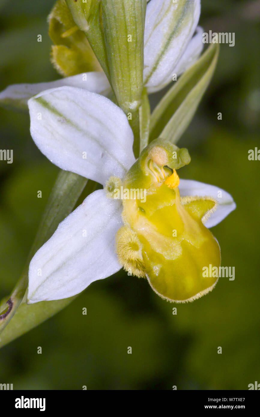Bee Orchid (Ophrys apifera var chlorantha) varietà gialla, Torrealfina vicino a Orvieto, Umbria, Italia, Maggio. Foto Stock