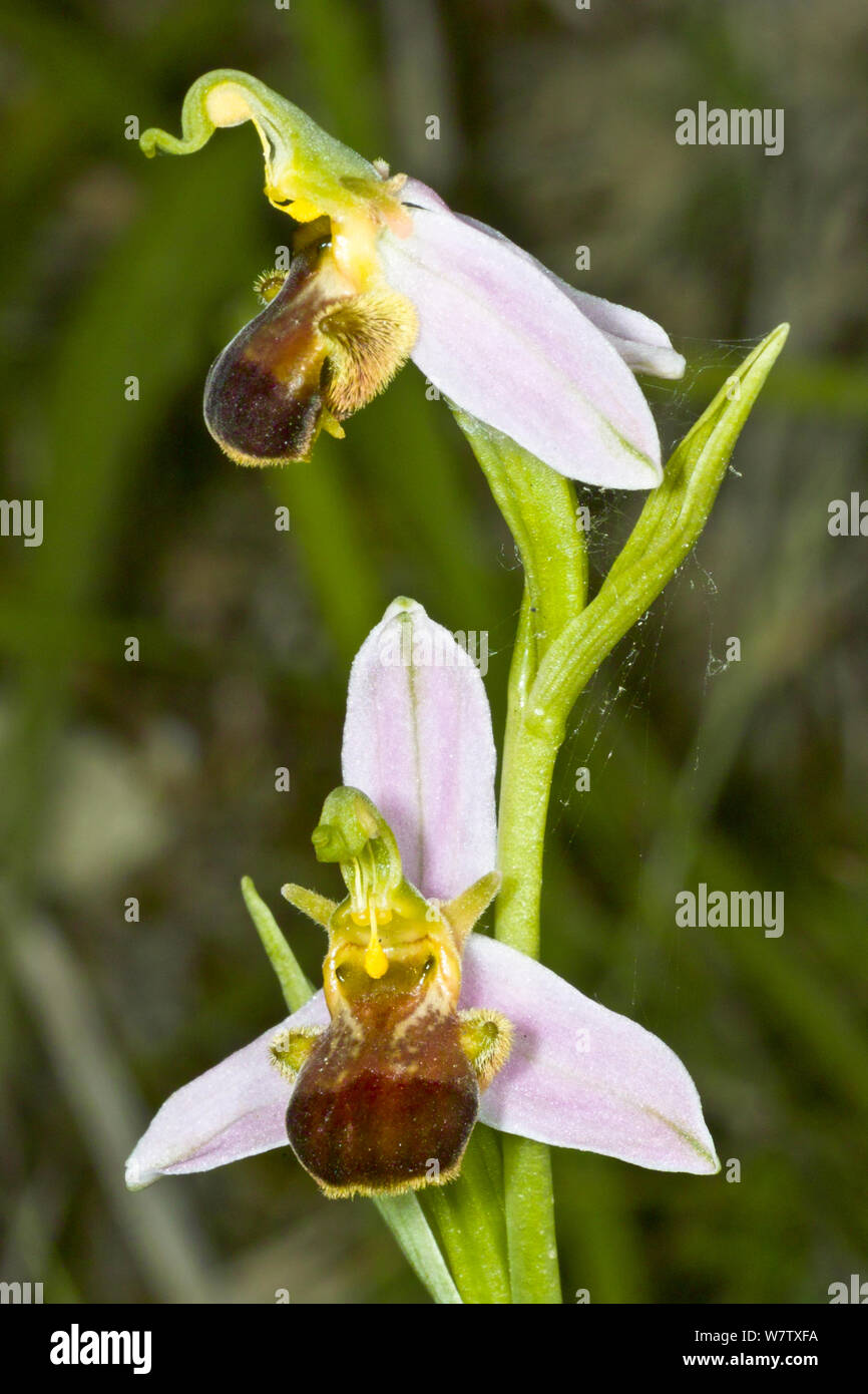 Bee Orchid (Ophrys apifera var bicolore) un insolito varietà dove il pattern sul labbro è soppressa, nei pressi di Carsulae, Terni Umbria. L'Italia, Giugno. Foto Stock