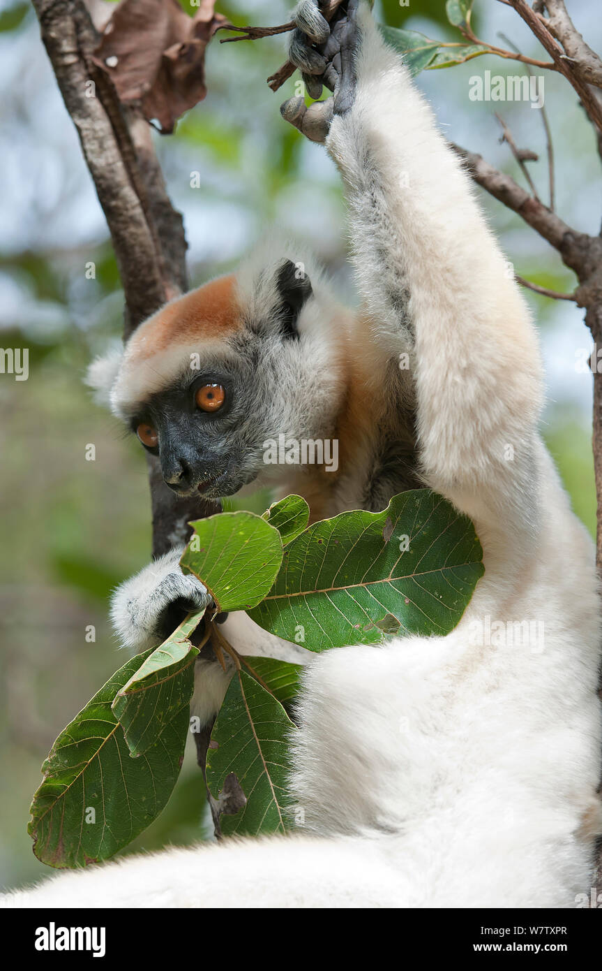 Di Tattersall sifaka (Propithecus tattersalli) alimentazione sulla foglia, Daraine, Madagascar Foto Stock