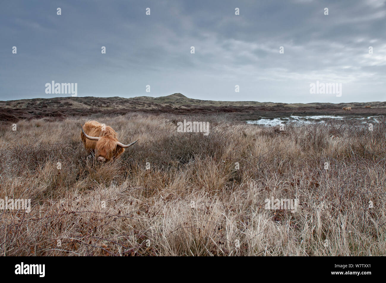 Highland mucca (Bos taurus) in zone umide, Texel, Paesi Bassi, aprile. Foto Stock