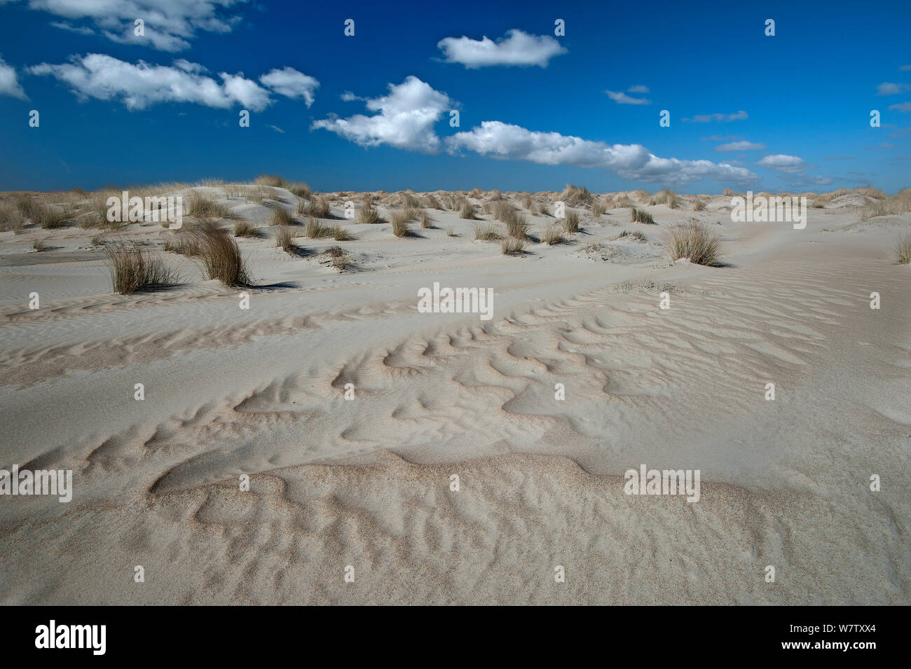 Vento / strutture di sabbia nei giovani di dune, De Hors, Texel, Paesi Bassi, aprile 2013. Foto Stock