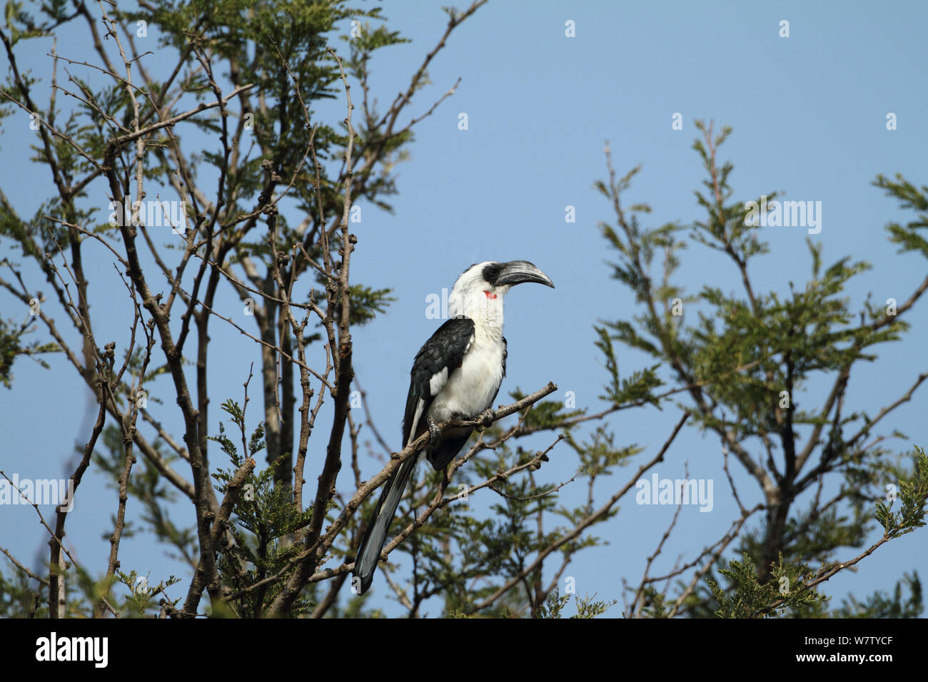 Von der Deckens Hornbill (Tockus deckeni) femmina arroccato nella struttura ad albero, Tarangire, Tanzania. Foto Stock