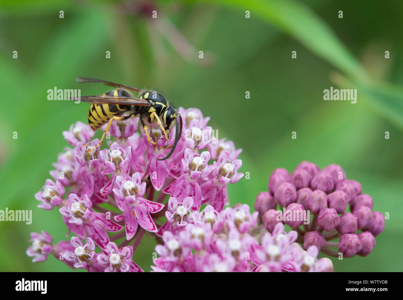 Antenna comune Yellowjacket (Dolichovespula arenaria) impollinare Milkweed palude (Asclepias incarnata( Francese Creek State Park, Philadelphia, Pennsylvania, USA, Agosto. Foto Stock