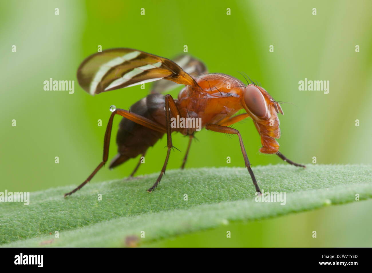 Picture-winged Fly (Tritoxa incurva) su oro, Philadelphia, Pennsylvania, USA, Agosto. Foto Stock
