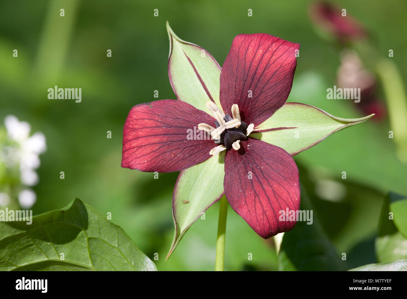 Red Trillum (Trillium erectum) Fairmount Park, Wissahickon Creek, Philadelphia, Pennsylvania, USA, maggio. Foto Stock
