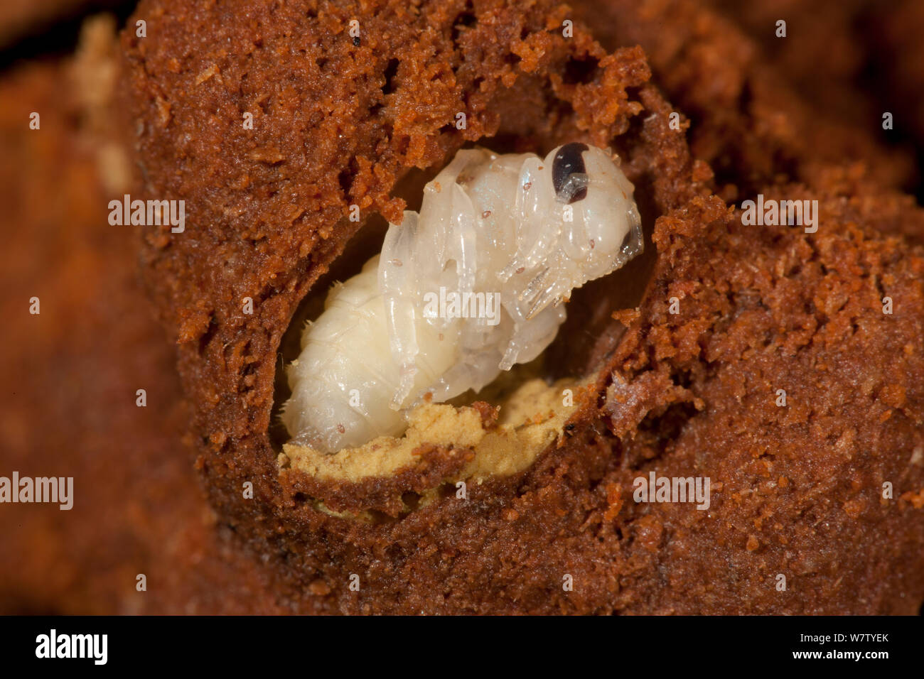 Il sudore Bee pupa (Augochlora pura) entra in modalità di ibernazione in registro marcio, Centro Schuylkill, Philadelphia, Pennsylvania, USA, Giugno. Foto Stock